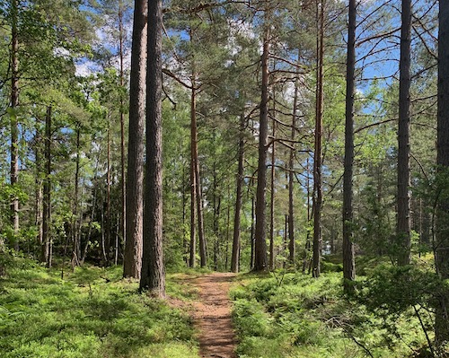 Vitalisskogen ledtips